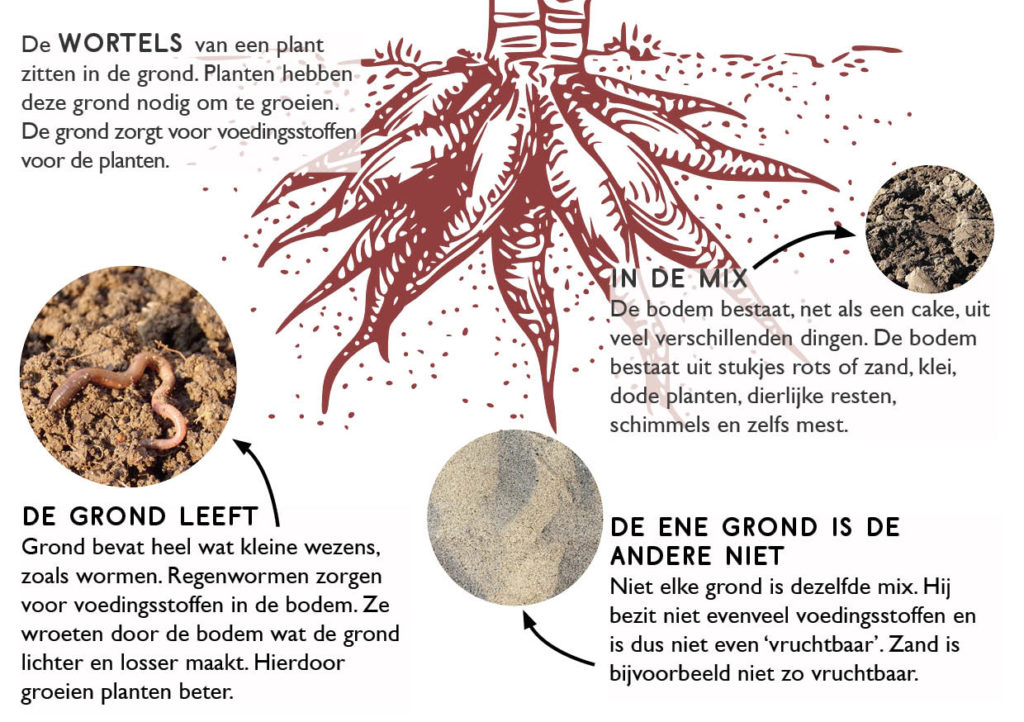 Banaan_InfografiekGrond