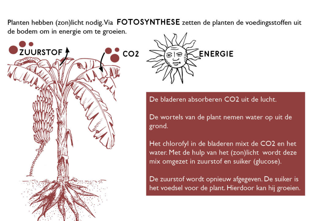 Banaan_InfografiekLicht